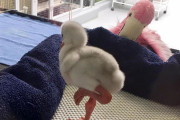 韓国人「実はめっちゃかわいいフラミンゴの赤ちゃんがこちらｗｗｗ」