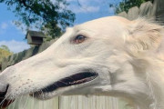 世界最長!? 30cmを超える長すぎる鼻を持つ犬が見つかる！！