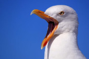 イギリス人さん、食べ物を奪おうとしたカモメにかぶりつき逮捕ｗｗｗｗ