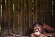 傷を薬草で治療するオランウータンが目撃される