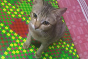 イヤホンを噛みちぎった子猫、代わりに長くて活きのいいアレを飼い主にプレゼント(*´ω｀*)