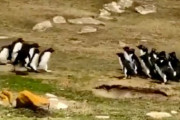 【動画】ペンギンの群れがすれ違う瞬間が可愛すぎると話題に（海外の反応）