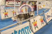 頑固者で有名なシベリアン・ハスキーのゼウスくん、練習用のコースで遊んでいる最中に粗相をしてしまう…。