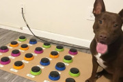 29種類の単語を覚える犬が現れる　ボタンを押して散歩や遊び方を要求