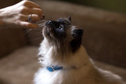ネコは飼い主の敵からも喜んで餌をもらう裏切り者、最新の研究で判明ｗｗｗｗｗ