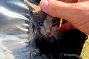 【海外】バイクライダーが発見した小さな子猫の危機！家に連れて帰ったら、先住猫と感動の再会が！🥹✨