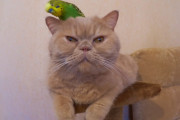 先輩風を吹かせるセキセイインコと波風立てない主義の猫のやり取り