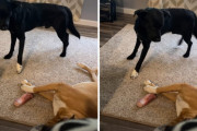 「そ～っと、そ～っとだ…」熟睡中のワンちゃんからおやつをこっそり奪っちゃう同居犬の慎重さが面白い！