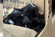 【海外】森から猫の家族を救った女性、車の中で出産を始めた猫の物語！