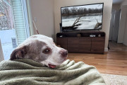 【海外】「犬の孤独解消にテレビは効果的？愛犬をリラックスさせる方法とは」