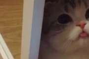海外「これはとてもラブリーだなw」小さなスキマでゆっくりくつろぐ日本のモフモフ動物が可愛らしいと話題に【海外の反応】