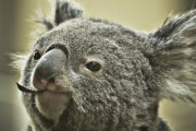動物による人間の反応-面白い動物のニュース番組 海外の反応