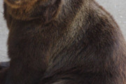 クマさん（誰もいないのかな？）
