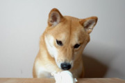 柴犬もアイスを食べると頭がキーンってなるの？（海外の反応）
