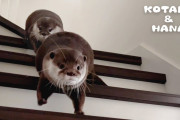 海外視聴者「楽しそう～！」日本の人気カワウソコンビ、かわいい猛烈バトル