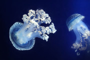 【海外】白い水玉クラゲ：かわいいけれど実は脅威に！