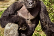 ゴリラと変わった遊びをする飼育員が海外で反響！←ゴリラがキレるかと思ったｗ