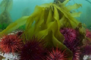 【中国の反応】温暖化で海水温上昇、昆布が消失の危機に。中国「温暖化じゃなくて放射能汚染でしょ？」