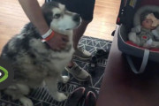 アラスカンマラミュートが新生児の赤ちゃんと初めてご対面した時の温かい反応