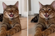 ニッコリ笑うような顔をする猫ちゃんがInstagramで大人気となり一躍有名猫に