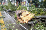 非常に強い台風バービーが済州島に接近…信号機や木が倒れて被害続出＝韓国の反応
