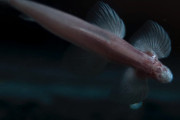 【ビックリ生物】魚なのに歩けちゃう「ケイブ・エンゼルフィッシュの謎」
