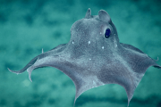 【海外】驚きの深海生物！世界で最も奇妙なタコ10選