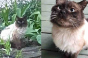 【海外】家の外に現れた猫、無事に室内に入る瞬間に見せた感動の行動とは？