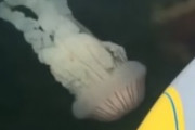 えげつない大きさのクラゲの群れが海外で話題に←ゴミかと思ってすまん・・・　海外の反応