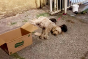 【海外】「救助隊が急報！鎖に繋がれた犬と段ボール箱の中身とは？」