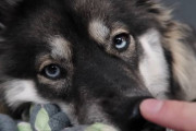 ２匹のハスキーの鼻をポチポチして遊んでみた！！