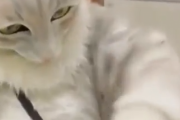 猫の手も借りたい？大きな猫が接客してくれるお店でお買い物したい。海外の反応