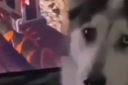 こいつマジかよ・・・。ゲームの中の犬を容赦なく倒す姿にショックを受ける飼い犬。海外の反応
