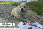 20km歩いて人間を追いかけた捨て犬コンジュ、韓国で「命を捨てるな」と怒りと涙の声