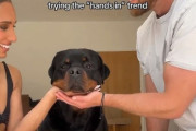 いろんなカップルが愛犬の「チームワーク」をテストしてみた