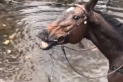豪快なオナラをする前にニヤリと笑う馬が面白い