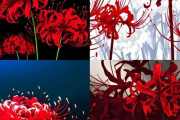 外国人「日本のアニメによく出てくるこの花、お前らは何を思い浮かべる？」