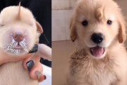 中国にもおでこに尻尾のある子犬がいた！ユニコーンみたいなゴールデンレトリバーの子犬が可愛い