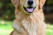 【犬が人懐っこいのは病気だった】海外「うちの子、症状ぴったり一致」