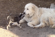もふもふ大型犬、子ヤギのベビーシッターになって温かく見守る