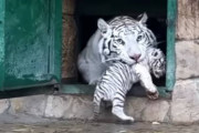 動物園でも気を抜きません！動き回る子供たちを一生懸命世話する優しいママホワイトタイガー