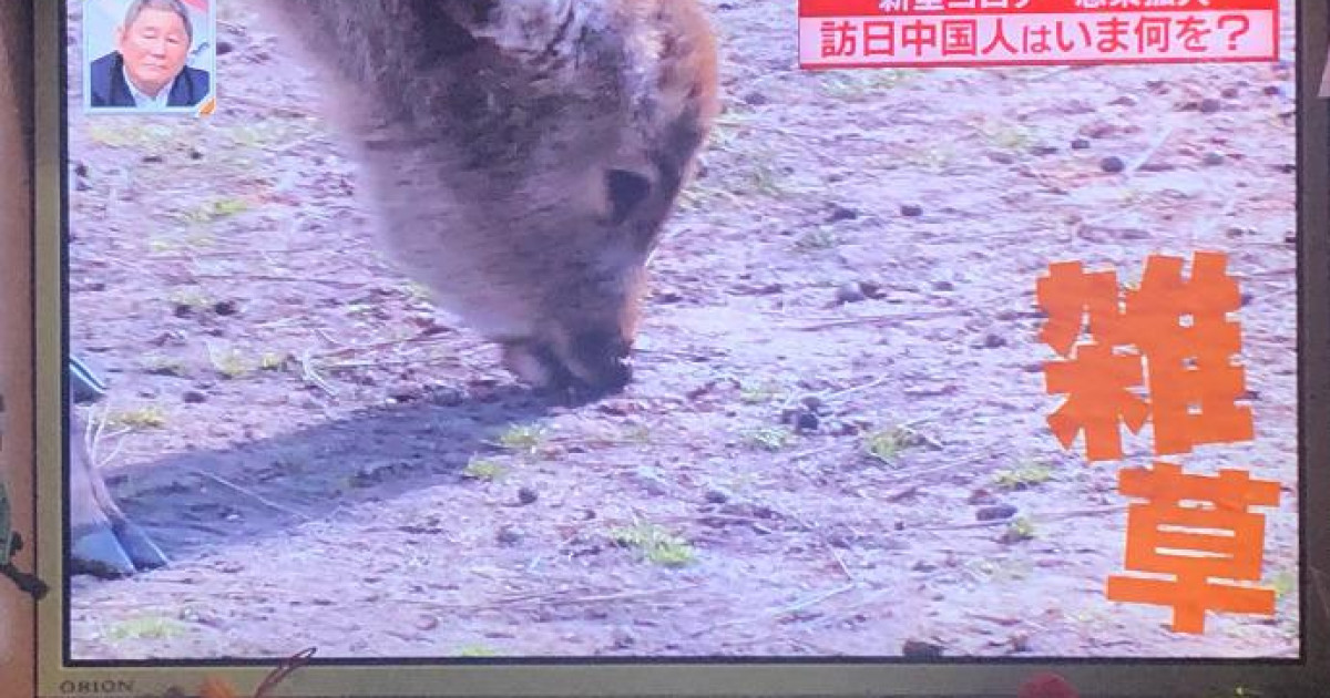今までの日本「中国人観光客多すぎ！」→今の日本「中国人観光客減少！奈良の鹿が飢えている！鹿がついに草を食べ始めた！」　中国の反応 | 海外の反応アンテナ