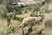 【海外】多くの人が見逃す！サボテン畑の中の「羊の山」は、実は助けを求める優しい動物だった！