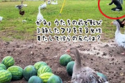 ガチョウたちの前で突然倒れて気絶するふりをした飼い主。果たして彼らの反応は？