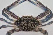 済州の海に南国の青いワタリガニが急増、韓国で進む海の温暖化に驚きの声