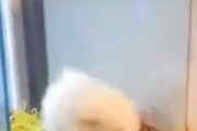 ペットショップで「ぼくを飼って」アピールが上手すぎる子犬が海外で話題に！←これされたら絶対飼うしかないやん！海外の反応