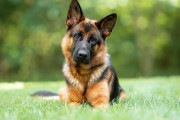 【海外】ベルジアン・マリノアとジャーマン・シェパード：働く犬の比較と選び方ガイド