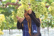 韓国紙「韓国で生産した "日本のシャインマスカット" が中国で人気 ... 日本にお金を払うのか？」