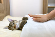 海外「人間は猫に仕えるために生まれた」寝ている子猫が可愛すぎると話題に（海外の反応）