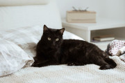 【海外】猫が私のベッドでおしっこをする理由とは？その原因と対策を徹底解説！